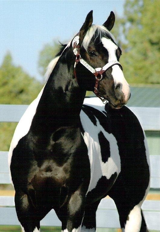 Pinto Coloured Horse